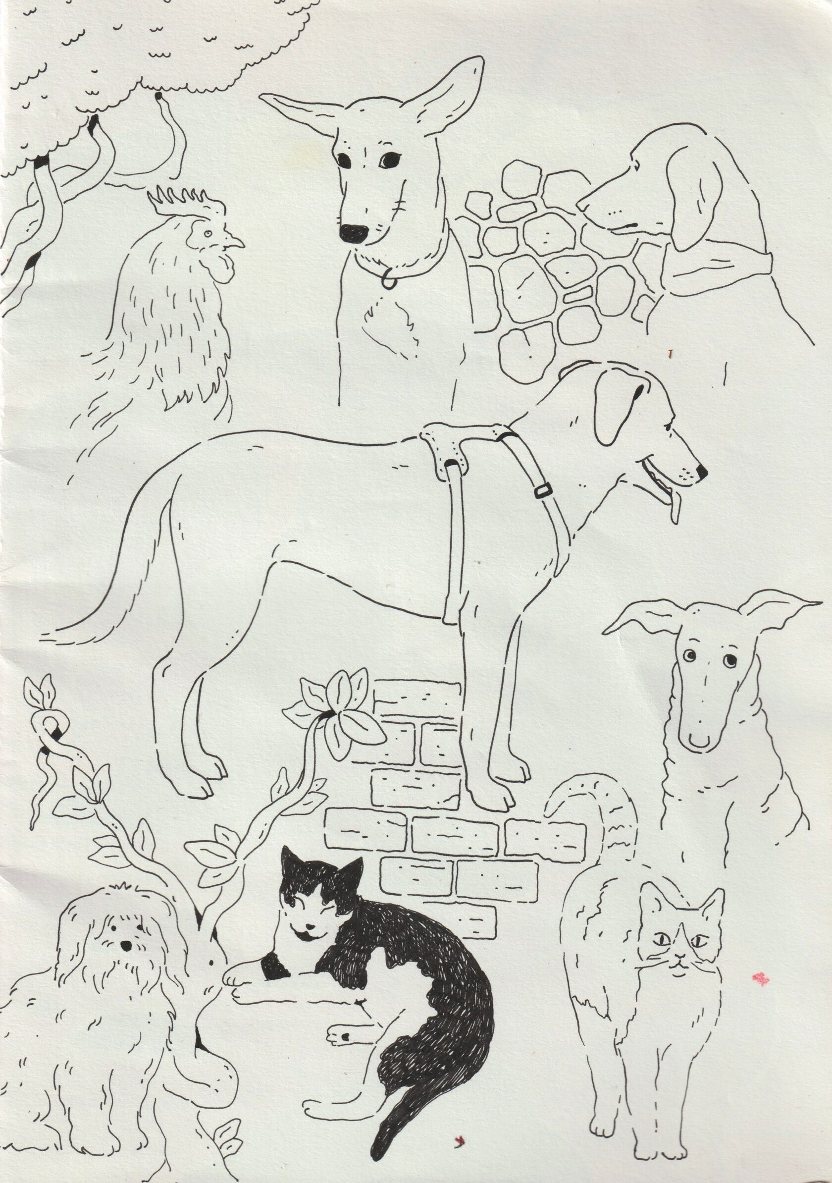 Illustration by Hannah Heifetz