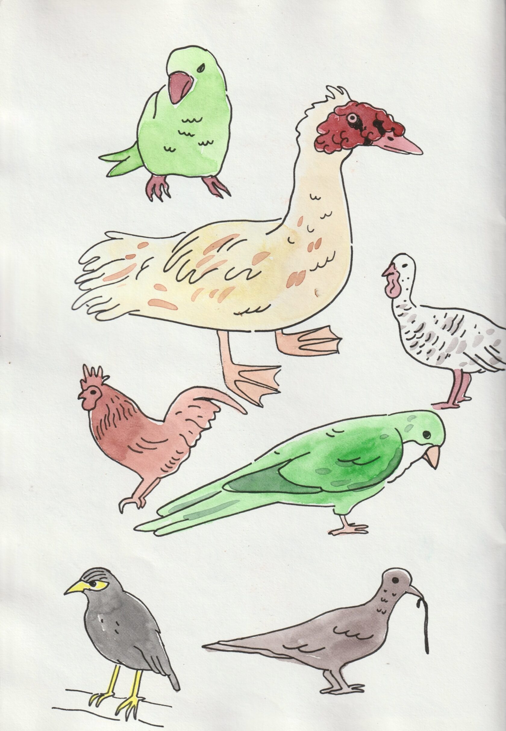 Illustration by Hannah Heifetz