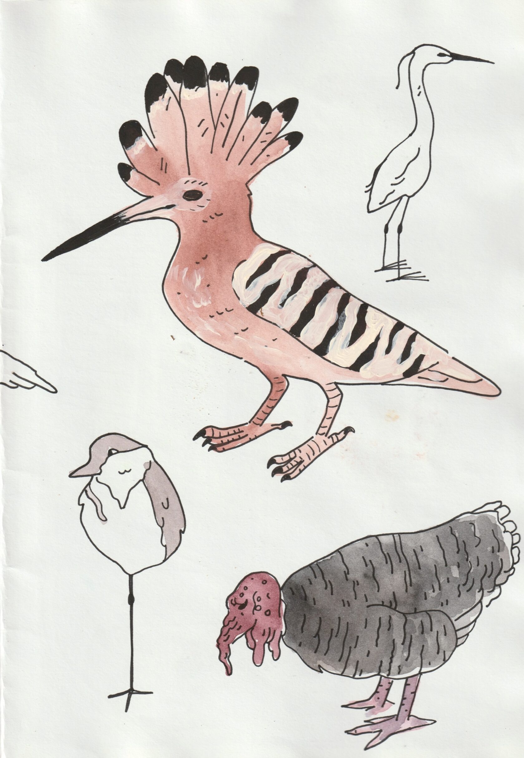 Illustration by Hannah Heifetz