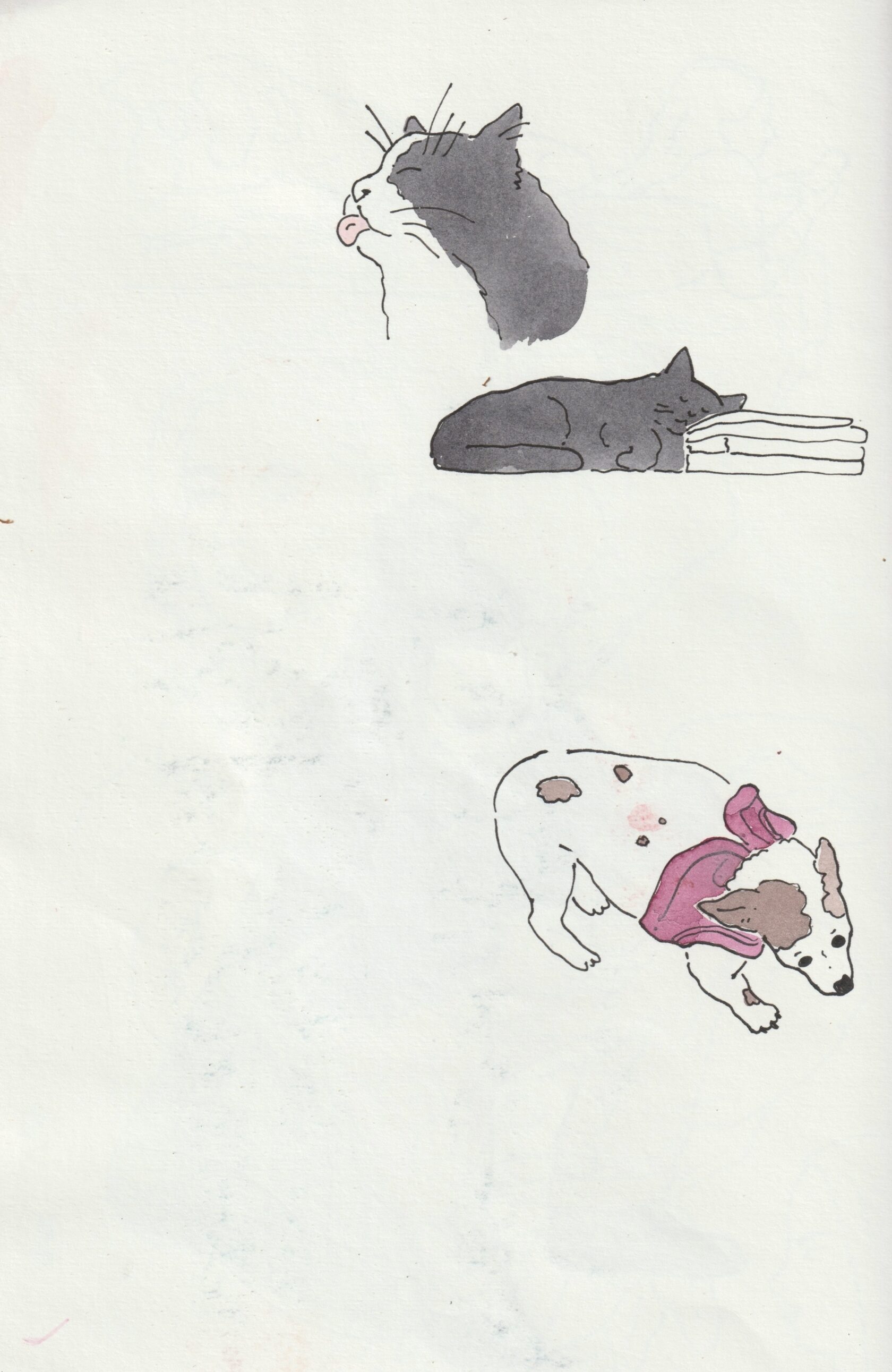 Illustration by Hannah Heifetz